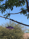Arizona hummingbird--my muse?