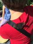 Friendly Butterfly at Desert Botanical Garden